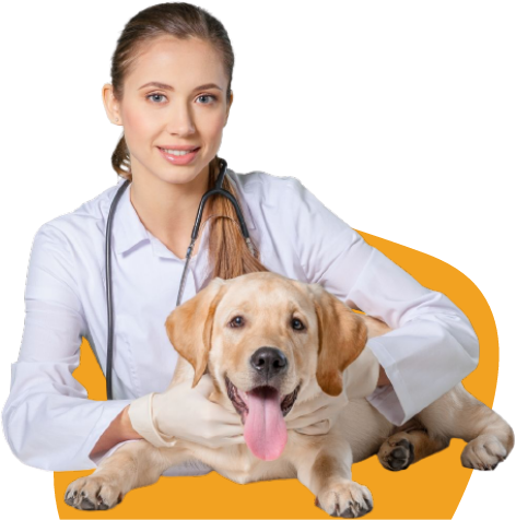 Certified Veterinary Specialist In Sarasota FL
