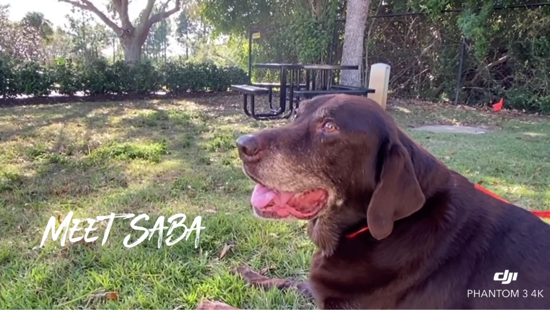 Meet Saba, A Labrador Retriever With The 18 Pound Mass