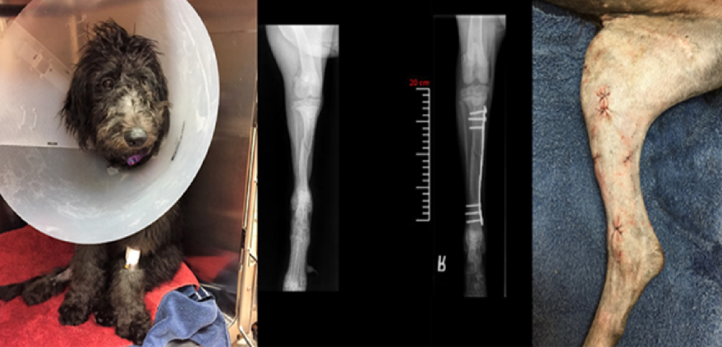 Minimally Invasive Fracture Repair