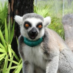 Sassy the Lemur - img 2