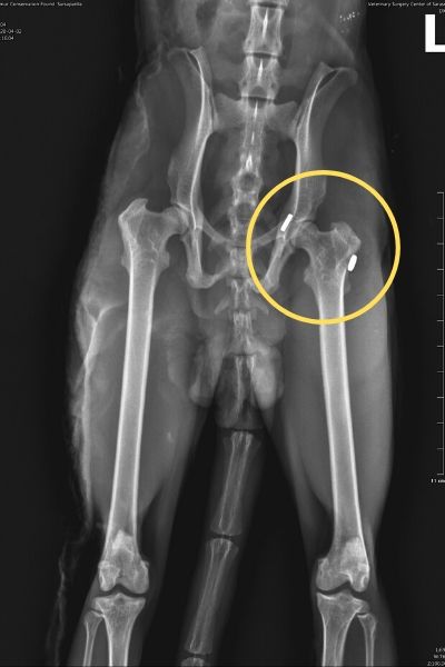 Sassy’s left knee X-rays – Img 2