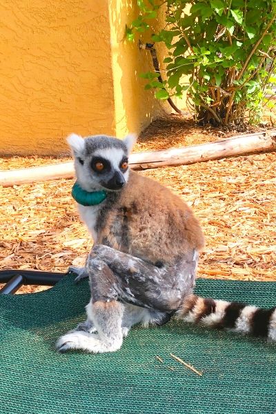 Sassy the Lemur - img 3