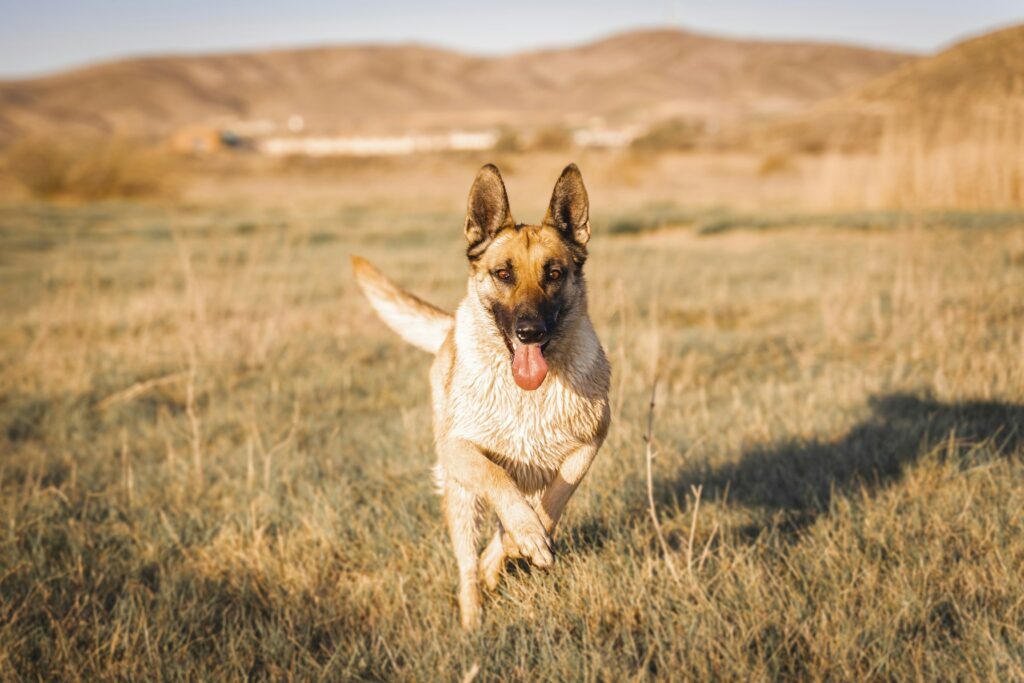 German Shepherd dog running across a grassy field at sunset